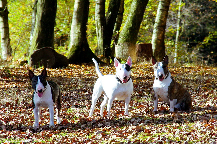 Miniatur Bullterrier aus Wuppertal NRW "of Slanting Shore" Unsere